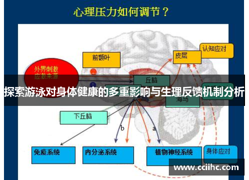 探索游泳对身体健康的多重影响与生理反馈机制分析